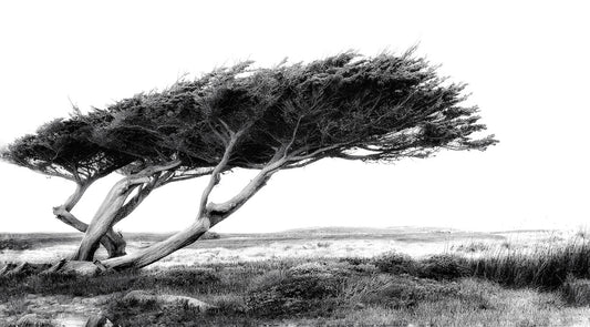 Dreamscape - Series of 10