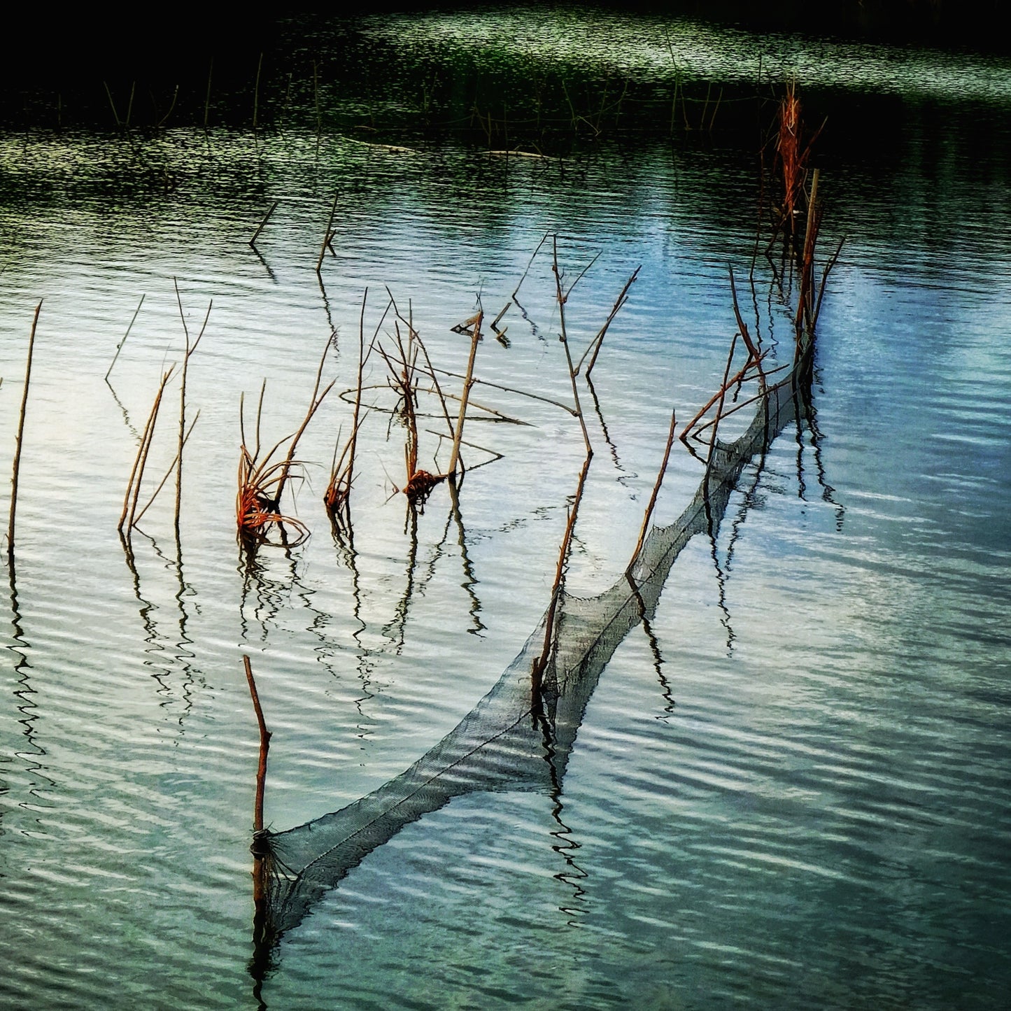 Placid - Series of 10