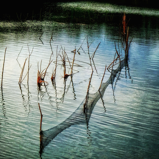 Placid - Series of 10