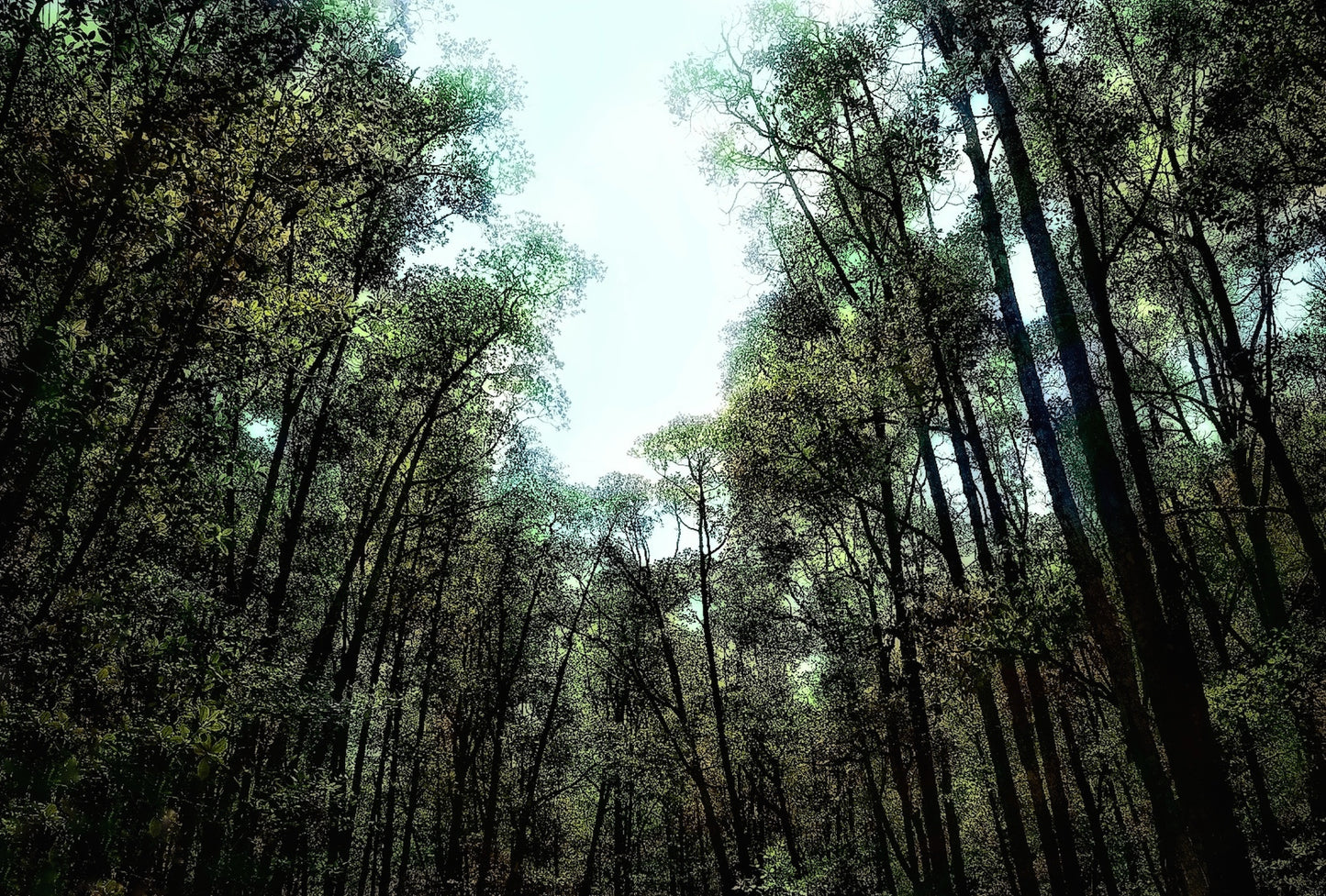 Rain Forest - Series of 10