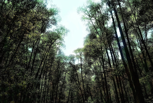 Rain Forest - Series of 10