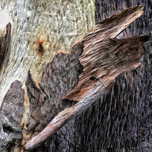 New Life - Series of 10