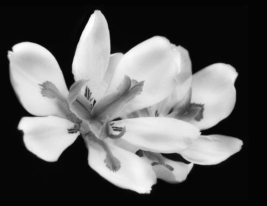 Wild Flower - Series of 10